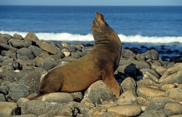Otarie de Californie; zalophus californianus, male , Archipel des Galapogos