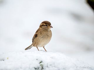 Haussperling (Passer domesticus)