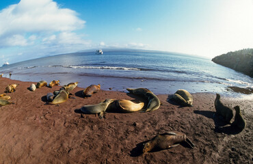 Otarie de Californie  zalophus californianus, colonie , Archipel des Galapogos © JAG IMAGES