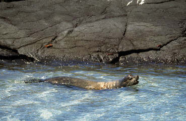 Otarie de Californie; zalophus californianus, Archipel des Galapogos