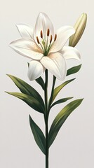 Obraz premium White lily flower, full bloom, with bud, and green stems against a solid background
