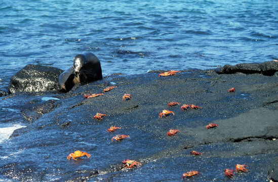 Otarie de Californie; zalophus californianus; crabe zayapa; grapsus prapsus, Archipel des Galapagos