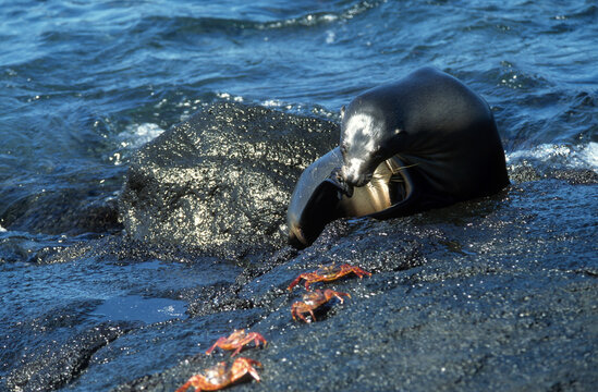 Otarie de Californie; zalophus californianus; crabe zayapa; grapsus prapsus, Archipel des Galapagos