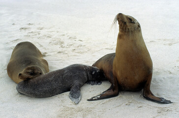 Naklejka premium Otarie de Californie; zalophus californianus, Jeune, allaitement , Archipel des Galapogos