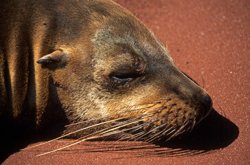 Otarie de Californie; zalophus californianus, Archipel des Galapogos
