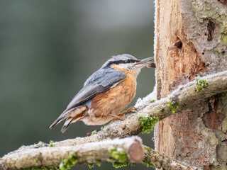Kleiber (Sitta europaea)