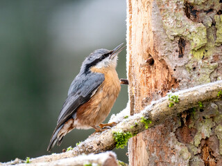 Kleiber (Sitta europaea)