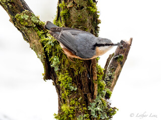 Kleiber (Sitta europaea)