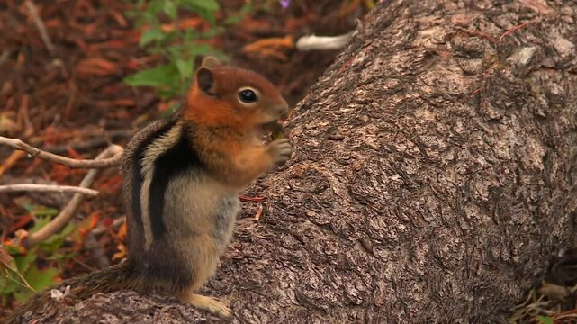 Close-up of a chipmunk eating an acorn on a tree trunk in a forest setting. Static view. Crater Lake, USA