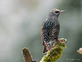 Star (Sturnus vulgaris)   
