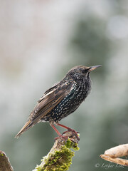 Star (Sturnus vulgaris)   