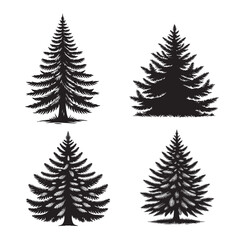 Vector Detailed Black Silhouette of the Balsam Fir Tree on White Background