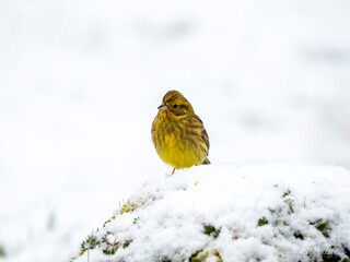 Goldammer (Emberiza citrinella)