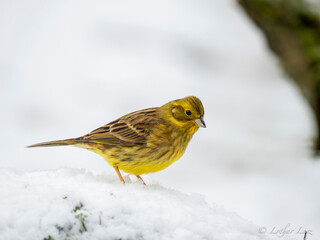 Goldammer (Emberiza citrinella)