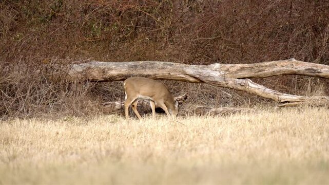 Female deer looking around and eating grass on a winter meadow, on a sunny day