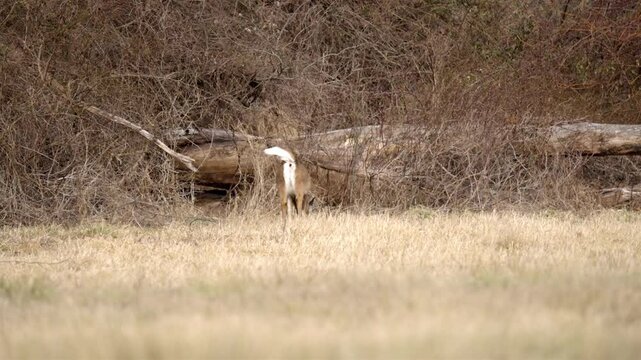 Female deer pooping while eating dry grass on a winter meadow, on a sunny day