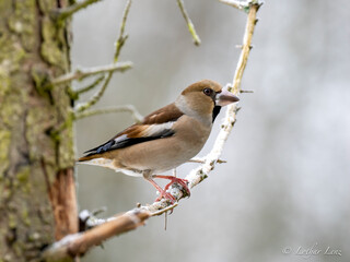 Kernbeißer (Coccothraustes coccothraustes)