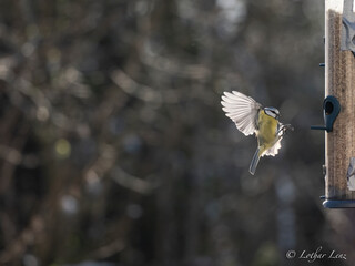 Blaumeise (Cyanistes caeruleu)