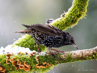 Star (Sturnus vulgaris)   