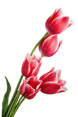 Magnificent bouquet of pink tulips on a white background
