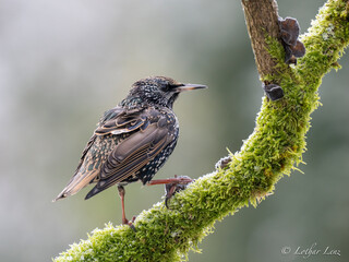 Star (Sturnus vulgaris)   