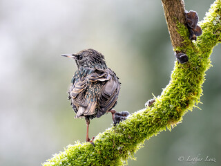 Star (Sturnus vulgaris)   