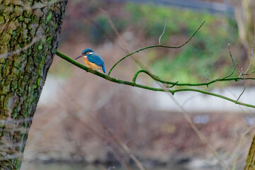 Common Kingfisher perched on a branch of a tree