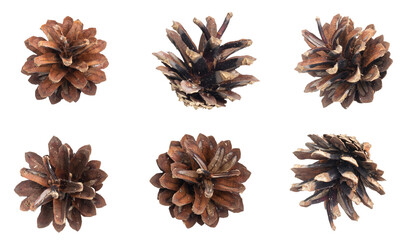 pine cones on isolated background