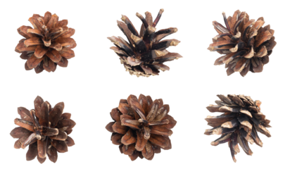 pine cones on isolated background