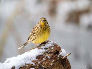 Goldammer (Emberiza citrinella)