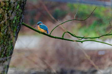 Common Kingfisher perched on a branch of a tree