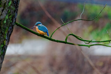 Common Kingfisher perched on a branch of a tree
