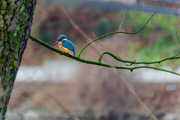 Common Kingfisher perched on a branch of a tree