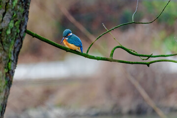 Common Kingfisher perched on a branch of a tree