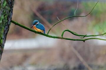 Common Kingfisher perched on a branch of a tree