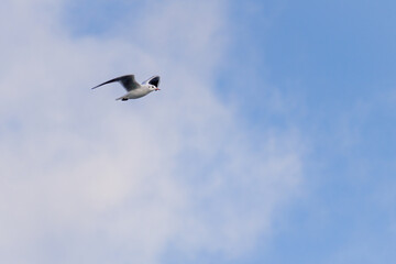 A seagull flies high in the sky above a blue and white cloudless sky