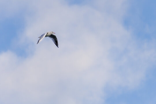 A seagull flies high in the sky above a blue and white cloudless sky