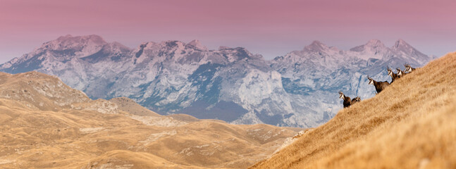 Chamois are grazing peacefully on a mountain slope with a stunning sunset backdrop in Durmitor...
