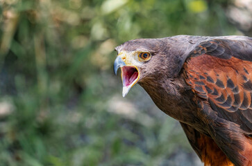 Close up detail with a Harris s hawk (Parabuteo unicinctus). Portrait of a bird of prey.