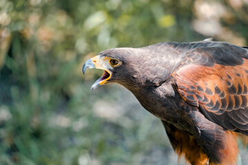 Close up detail with a Harris s hawk (Parabuteo unicinctus). Portrait of a bird of prey.