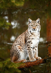 Obraz premium Lynx in Winter Forest on Pine Tree 