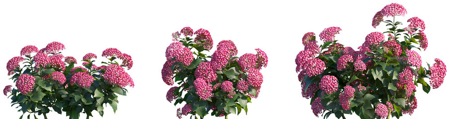 Set of Hydrangea macrophylla Light Crimson frontal isolated png on a transparent background...