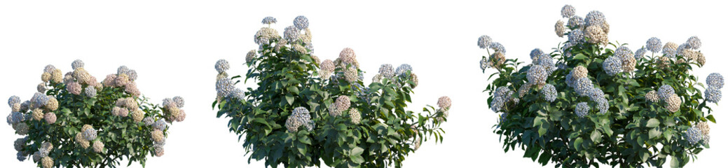 Set of Hydrangea macrophylla Mix frontal isolated png on a transparent background perfectly cutout...