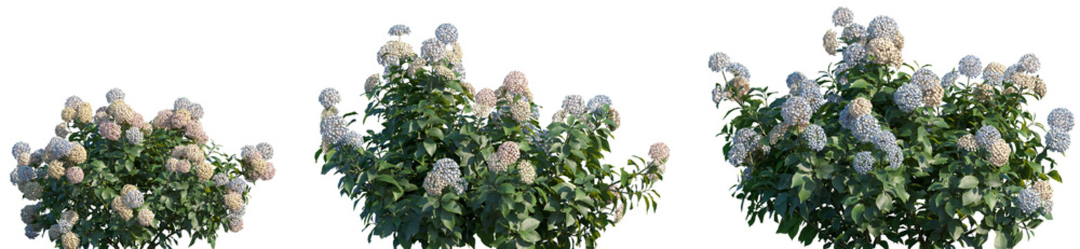 Fototapeta Set of Hydrangea macrophylla Mix frontal isolated png on a transparent background perfectly cutout high resolution