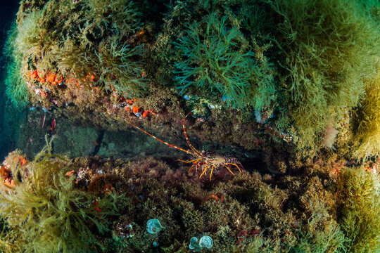 wild lobster with spotted antennae sitting on a cave on rough reef covered with colorful coral in deep sea with clear water, concept of marine wildlife and underwater fauna