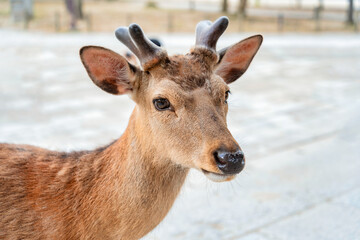 Close up portrait of a sika deer in Nara park, Japan.