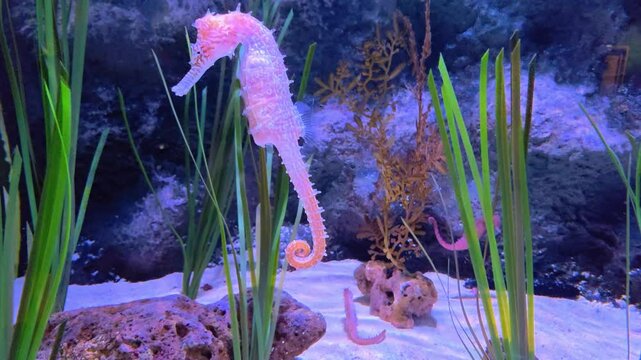 Barbour's seahorse swimming around debris in the water. Seahorse in an aquarium.