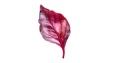 Single vibrant red leaf with visible veins and texture, on a transparent background. Suitable for nature, autumn, or organic-themed designs.