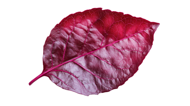 Detailed Red Leaf with Visible Veins on Transparent Background