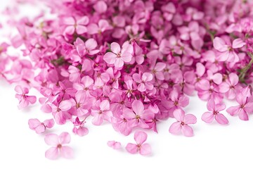 Obraz premium Delicate Pink Thyme Blossoms Scattered on a Baaf 3: A Botanical Delight herb food plant macro image 